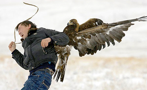 golden eagle hunting