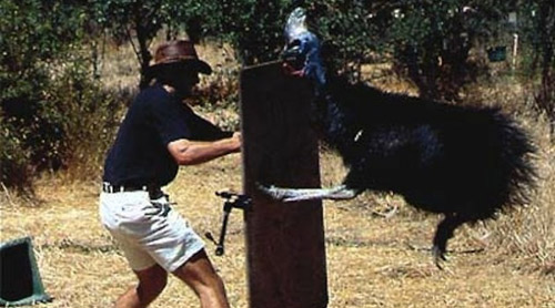 cassowary attack