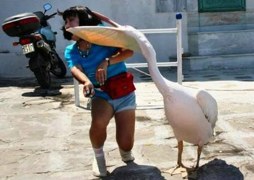 pelican and human