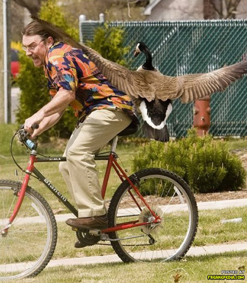 goose attack bike - Posted At Freakepedia.Com