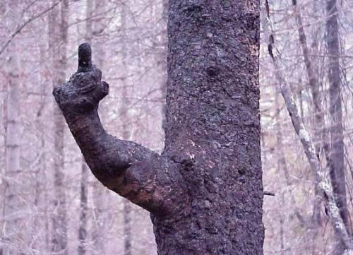 18 Scariest Trees Ever