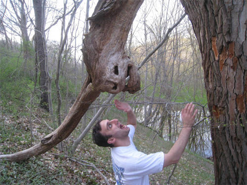 18 Scariest Trees Ever