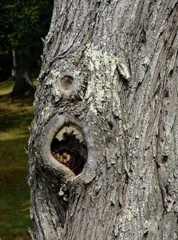 18 Scariest Trees Ever