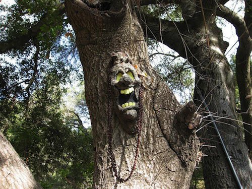 18 Scariest Trees Ever