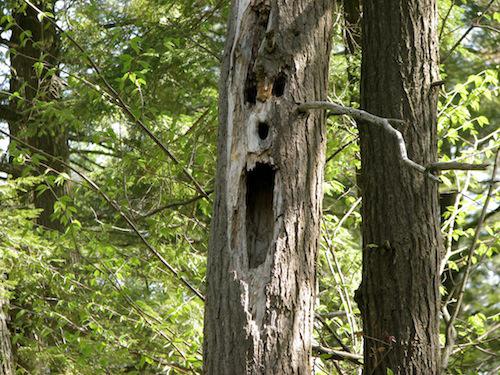 18 Scariest Trees Ever