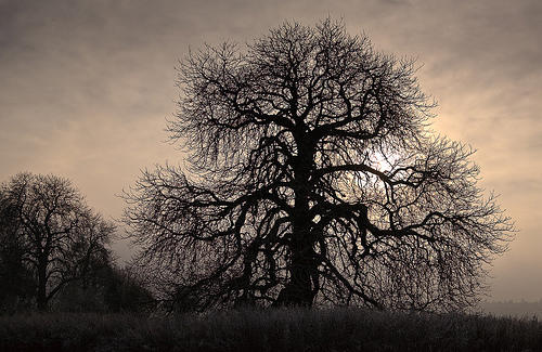 18 Scariest Trees Ever