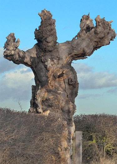 18 Scariest Trees Ever