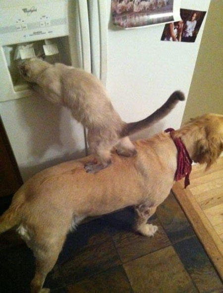 22 Epic Acts Of Teamwork