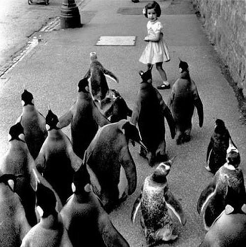 penguin little girl