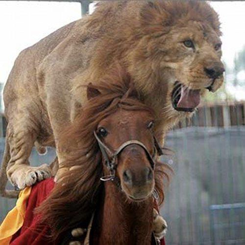 22 Craziest Animals Riding Other Animals!