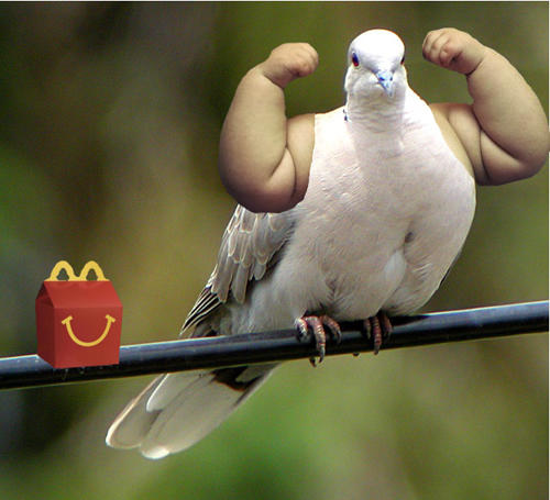 19 Pictures Of Birds With Arms