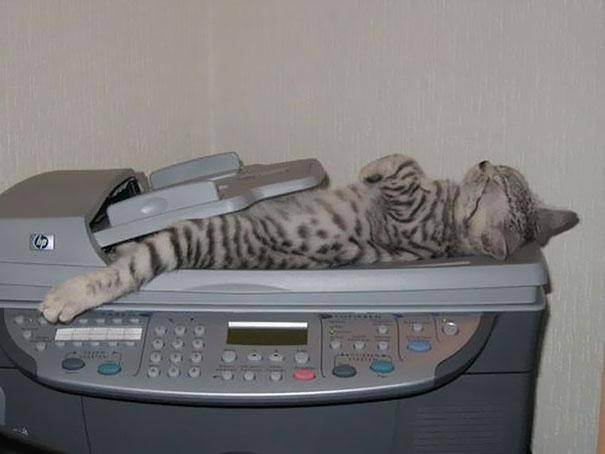 cats sleeping office