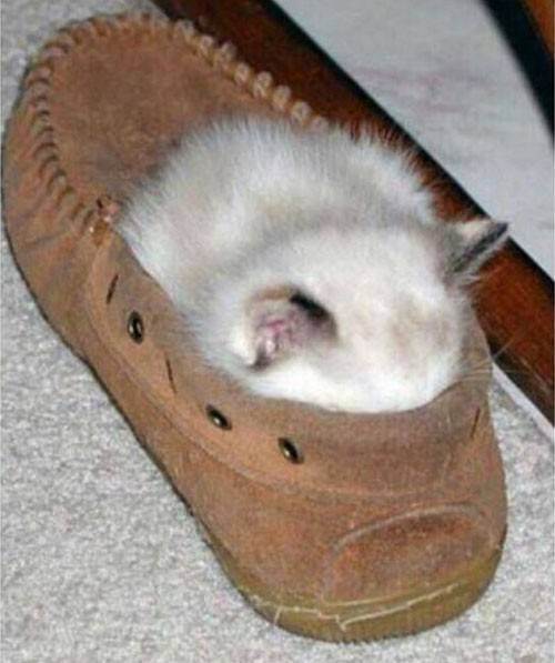 cat in a shoe