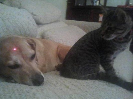 funny dog and cat