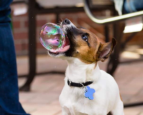 25 Perfectly Timed Dog Photos