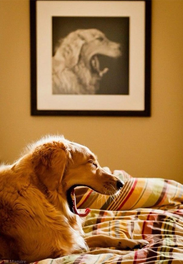25 Perfectly Timed Dog Photos