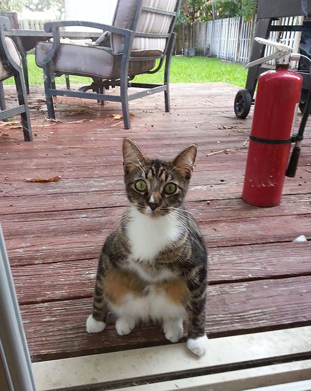 25 Pets That Just Wants To Be Let Back In. Right Meow!!