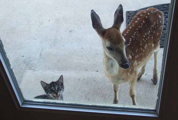 25 Pets That Just Wants To Be Let Back In. Right Meow!!