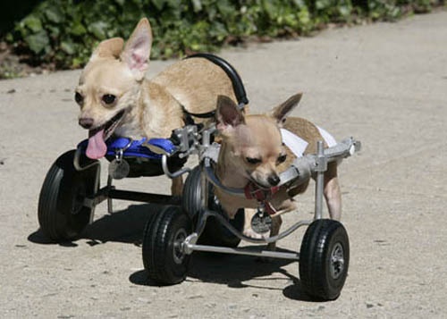 2 Legged Chihuahuas