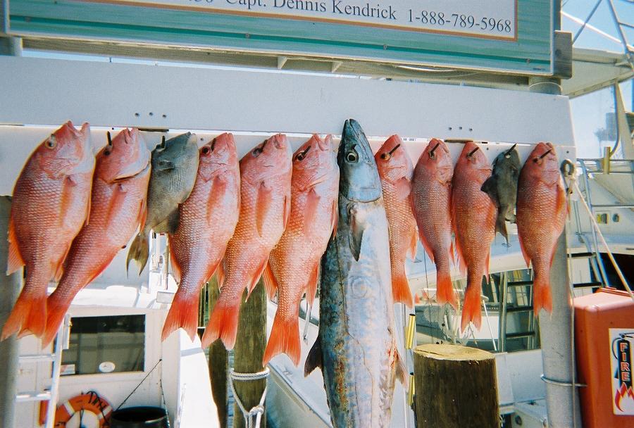 just some of the red snapper we caught 