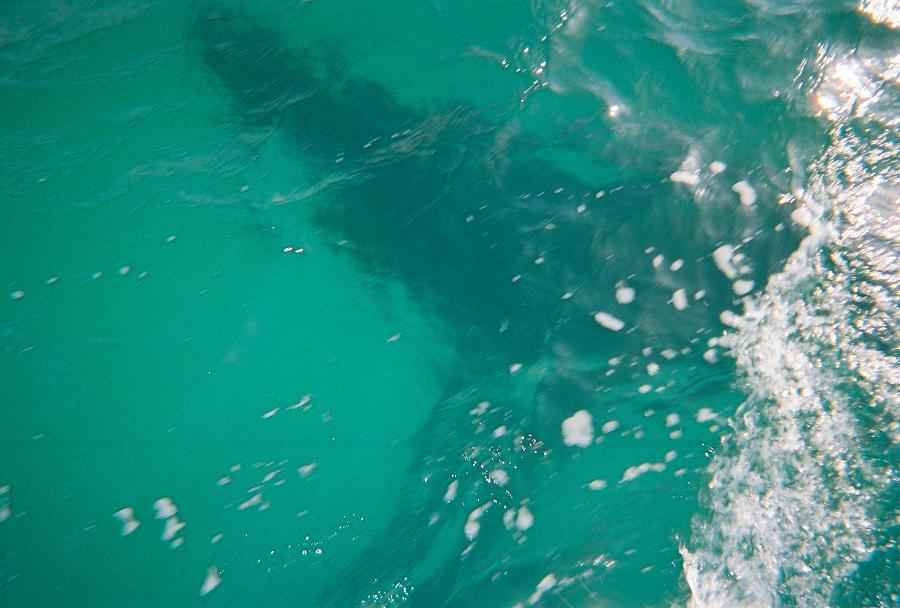 this is a pic of the whale going under the boat. i was leaning over taking the pic