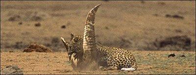 Leopard vs. Crocodile