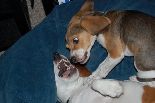 DOGS BITTING EACH OTHER puppy beagle 
