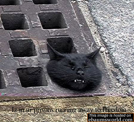 Cat stuck in gutter trying to get free