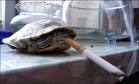 Smoking Turtle