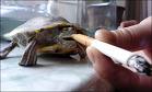 Smoking Turtle