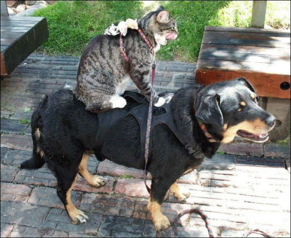 Dogs And Cats Together