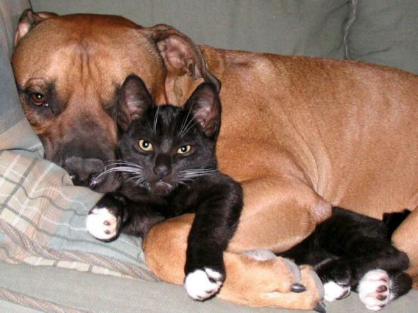 Dogs And Cats Together