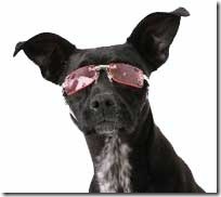 pink sunglasses on dog