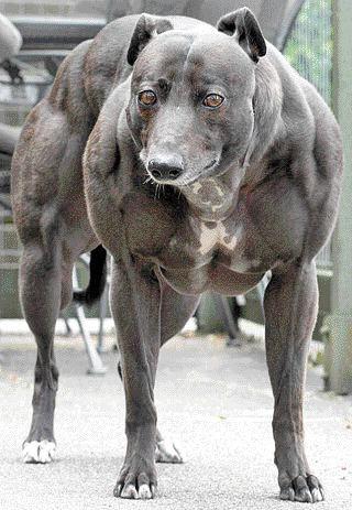 Have you ever seen a dog with so many muscles?