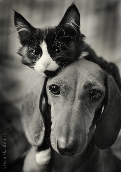 Dogs And Cats Together