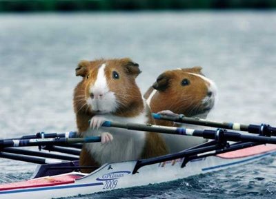 Hamster Olympics