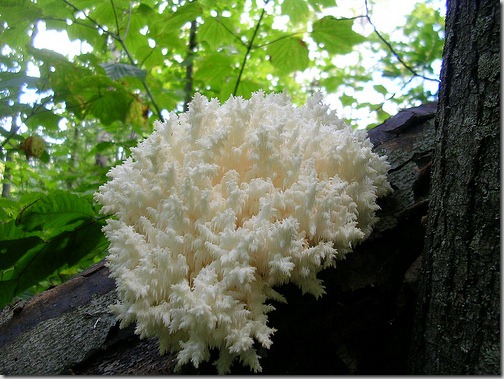 funky fungus