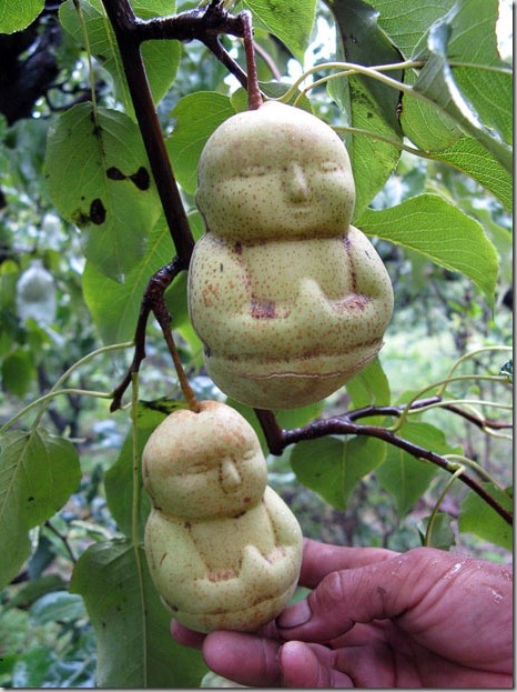 budda pears