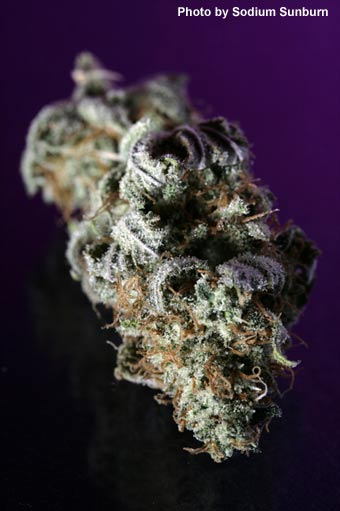 cannabis - Photo by Sodium Sunburn