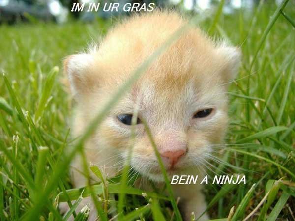 Hilarious Pictures of Cats With Text Imposed on Them