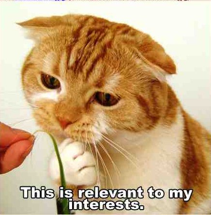 Hilarious Pictures of Cats With Text Imposed on Them