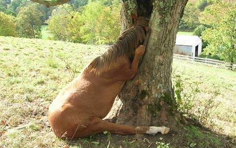 Horse stuck in a tree?