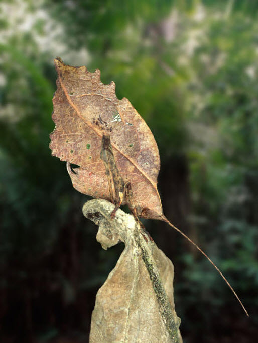 Leaf mimic creatures
