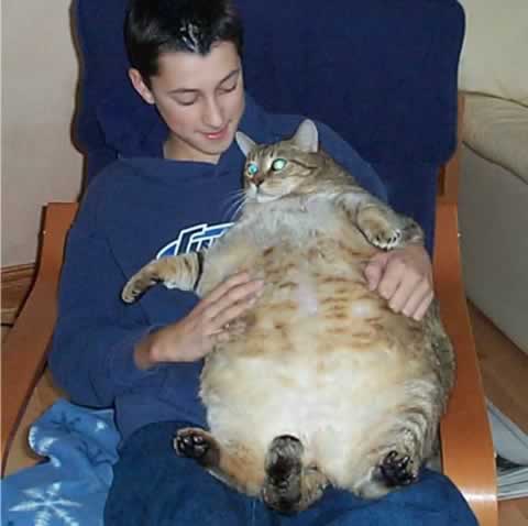 Extremely Fat Pets