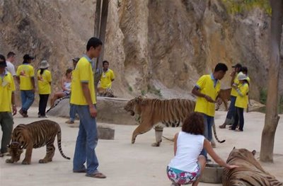 Tiger Petting Zoo