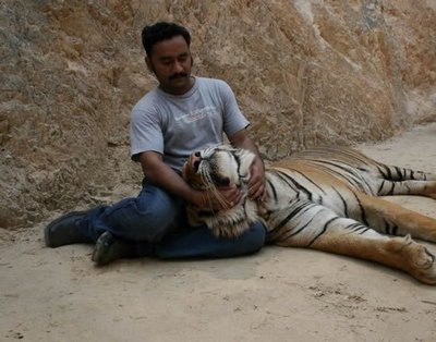 Tiger Petting Zoo