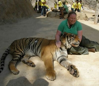 Tiger Petting Zoo