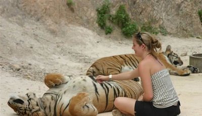 Tiger Petting Zoo