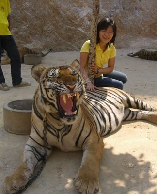 Tiger Petting Zoo