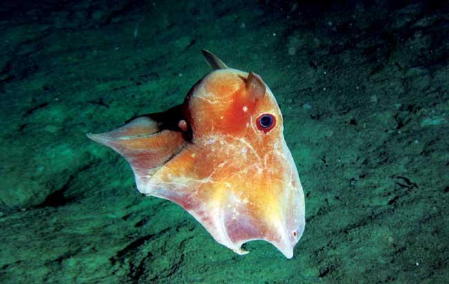 Bizarre Deep Sea Creatures